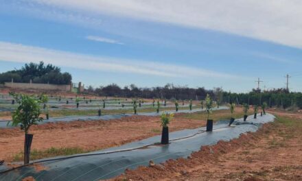 Nules millora i condiciona la finca experimental municipal