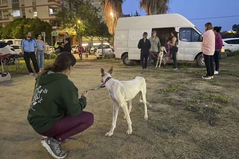 Activen punts d’assistència urgent a animals afectats a Benetússer i Paiporta