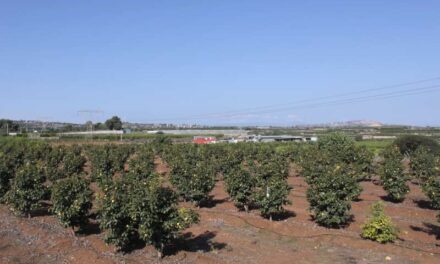 Picassent destina un milió d’euros de la Fundació Amancio Ortega per a agricultors afectats per la DANA