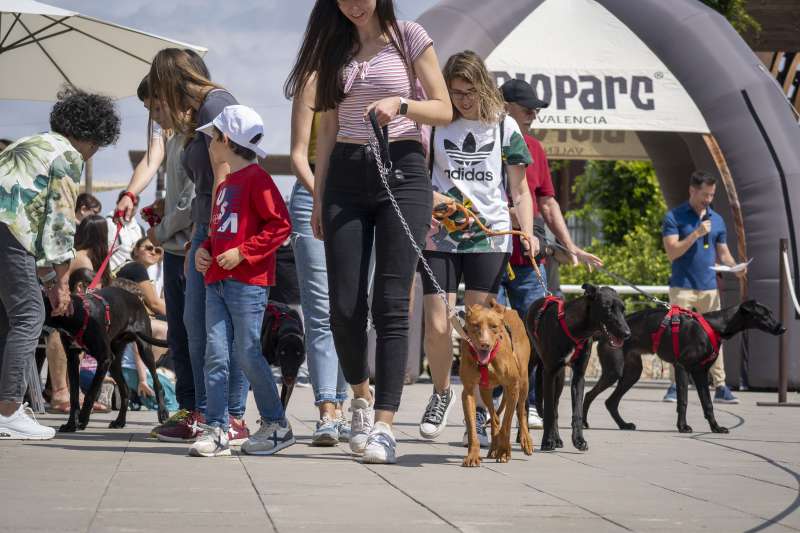 “Última crida” per a l’edició especial dana de la desfilada de gossos AJUDA A PUJAR i Fundació BIOPARC