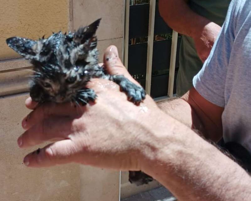 Rescaten a cuatre gatets d’un incendi a Cullera