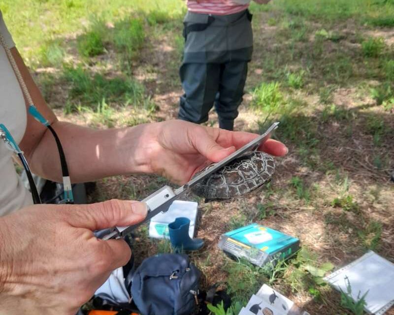 Localitzen una tortuga d’aigua ibèrica a la Marjal de Rafalell i Vistabella en Massamagrell