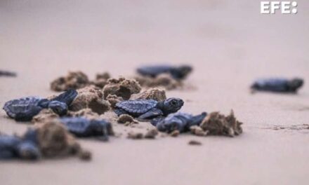 Així ha sigut el naixement de 60 cries de tortuga babaua en una platja d’Elx