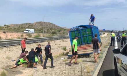 Un incident provocat per un vaquilla en l’AP-7 desmantella una activitat il·legal de capeges a Alacant
