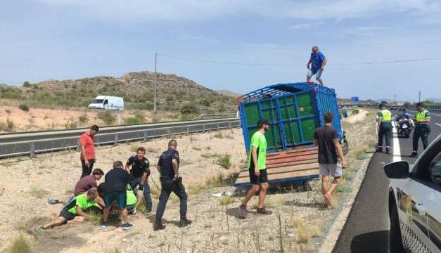 Un incident provocat per un vaquilla en l’AP-7 desmantella una activitat il·legal de capeges a Alacant